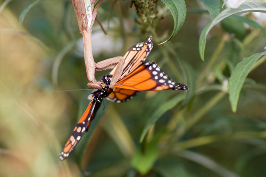 Upside down Praying Mantis Eating Monarch Butterfly