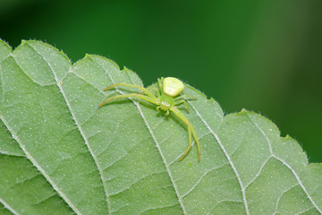 crab spider