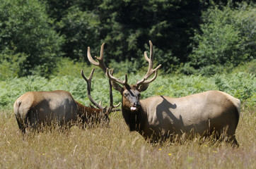 Naklejka na ściany i meble Roosevelt Elk