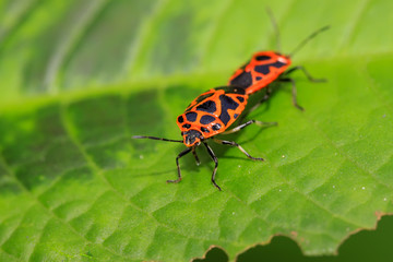 mating stinkbug class insects
