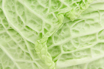 savoy cabbage texture