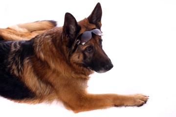 deutscher Schäferhund mit Sonnenbrille