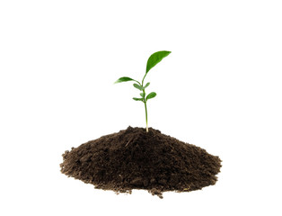 plant