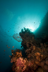 Fototapeta na wymiar Sea fan, coral and fish in the Red Sea.
