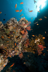 Fototapeta na wymiar Fish, coral and sun in the Red Sea.