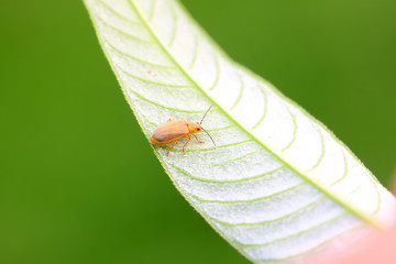 a beetle on a green leaf