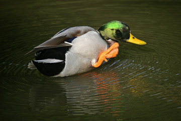 mallard duck preening