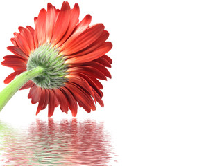 Red daisy with water reflection