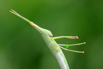 locust