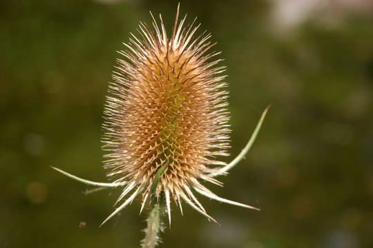 teasel plant