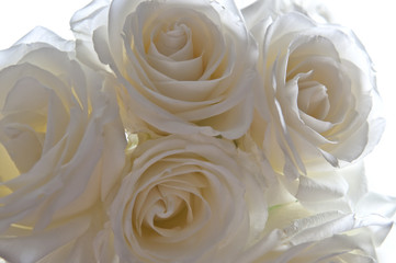 Clouse-up of white roses on a white background