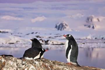 penguins standing on a mountain