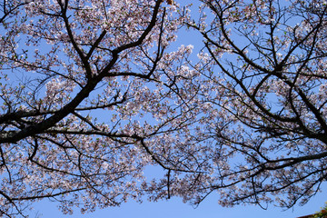 Obraz premium 空を覆う桜