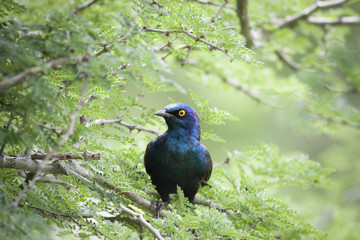 Cape Glossy Starling