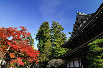 紅葉の円覚寺