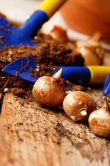 flower bulbs on the table