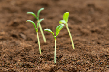 Green seedling illustrating concept of new life