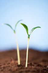 Green seedling illustrating concept of new life