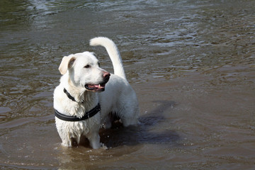 Labrador Retriever im Wasser