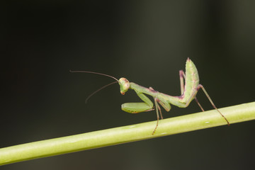 close of mantis - nature photography