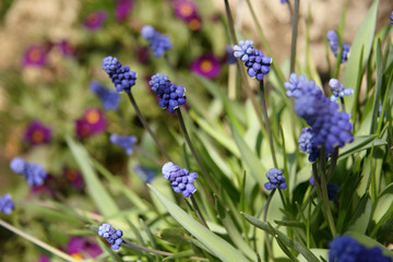 muscari flowers