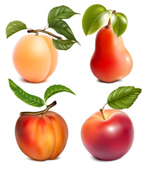 Photo-realistic vector fruits.