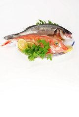 pesce 2
