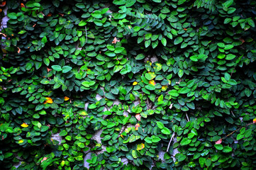Fototapeta na wymiar Zielone rośliny na ścianie