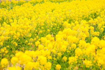 食用の菜の花