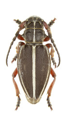 Pedestredorcadion tauricum