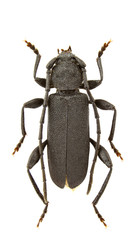 Ropalopus macropus © Cosmin Manci