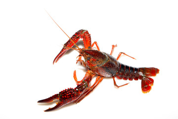 crayfish