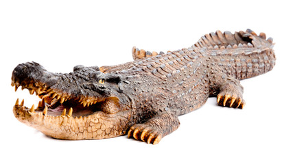 Crocodile head with the mouth large open