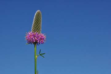 Obraz premium Purple Prairie Clover (Dalea purpurea) Wildflower