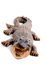 Alligator