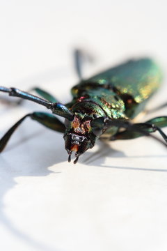 Moschusbock (Aromia moschata)