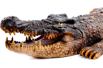 Crocodile head with the mouth large open