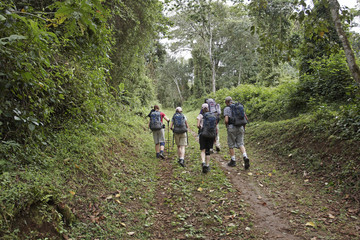 Climbing Kilimankaro - path through the Rain Forest