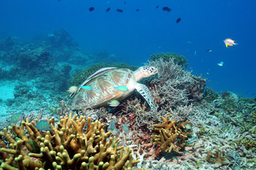 Naklejka na ściany i meble Schildkröte im Korallenriff