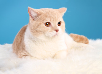 beautiful long-haired cat on a blue background