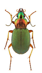 Chlaenius kindermanni
