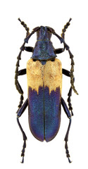 Desmocerus palliatus