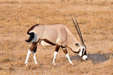 Gemsbok Antelope (Oryx gazella)