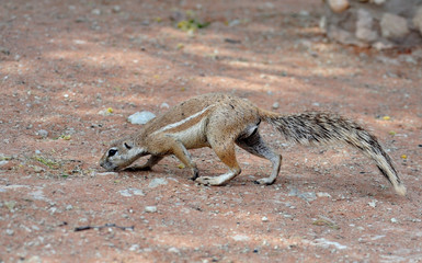 Ground Squirrel in the Kalahari Desert, South Africa.