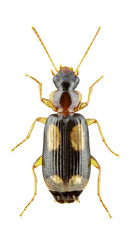 Dromius quadrimaculatus
