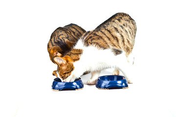two cats have their meal