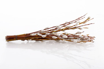 Pussy willow © Azazirov