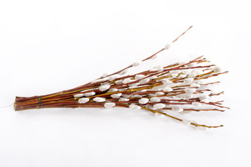 Pussy willow © Azazirov