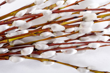 Pussy willow © Azazirov