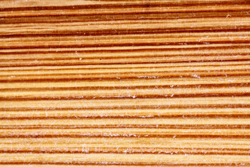 fibres végétales, écorce palmier